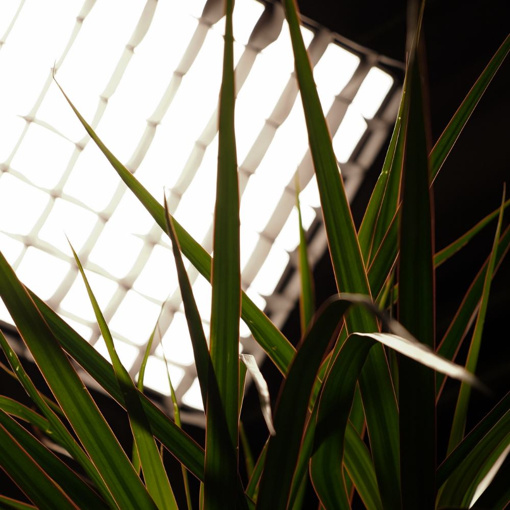Window detail